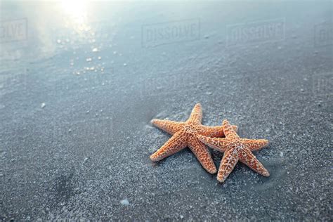 Pair Of Starfish On The Beach Stock Photo Dissolve