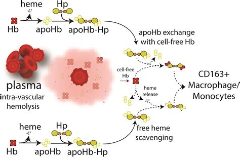 Apohemoglobin Haptoglobin Complex Attenuates The Pathobiology Of