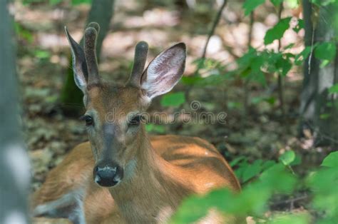 Young Buck White Tailed Deer Lays In Springtime Forest Stock Photo