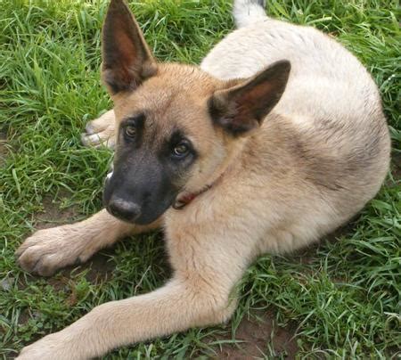 Find 239 german shepherds for sale on freeads pets uk. The German Shepherd: German Shepherd Mix
