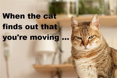 Moving House Cat Meme Show Me A Cat That Wants To Move Funny Animal