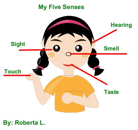 Senses Facts For Kids