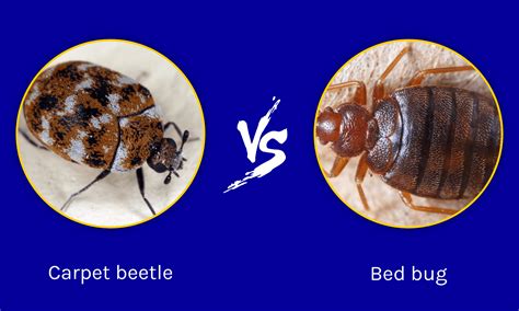 Do Carpet Beetles Live In Beds How To Get Rid Of Them