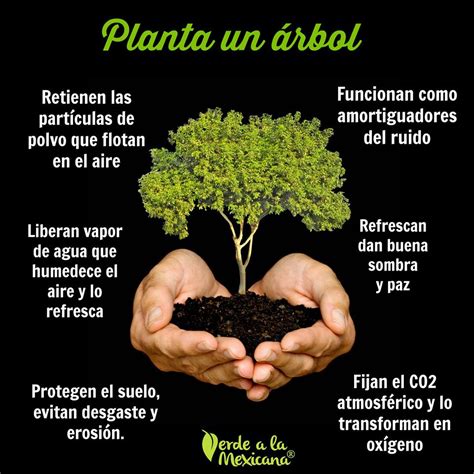 Recomendaciones Para Plantar árboles Verde A La Mexicana