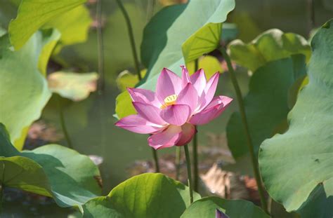 Lotus Leaves Pond Greens Wallpaper Coolwallpapersme