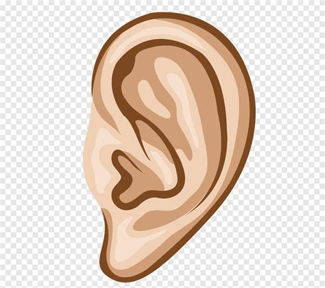 Human Ear Hearing Euclidean Sense Cartoon Ear Hearing Site Cartoon