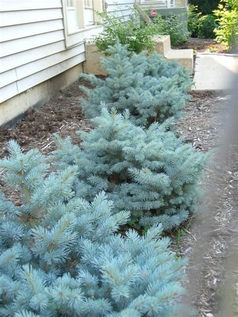 Globe Blue Spruce Makes A Great Foundation Planting Evergreen Plants