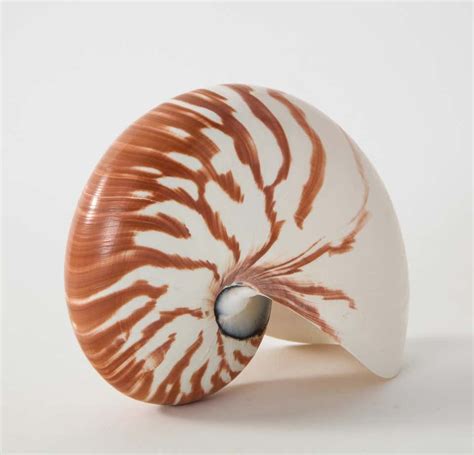 A White And Brown Shell On A White Background