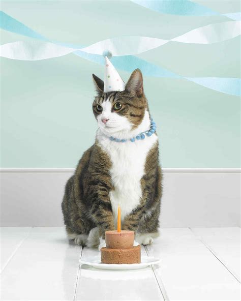 Cat Birthday Hat Martha Stewart