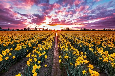 Download Yellow Flower Sunset Field Flower Nature Daffodil Hd Wallpaper