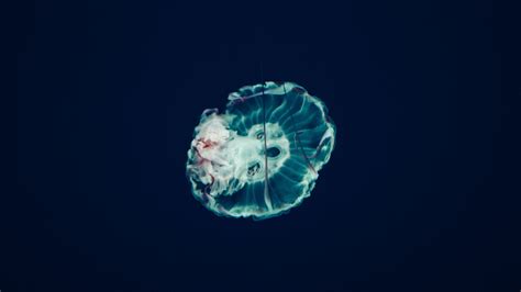 Download Wallpaper 3840x2160 Jellyfish Underwater World Tentacles