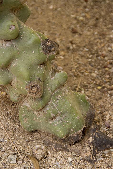 If you have any additional symptoms this can be cause for concern, but in isolation a few lumps and bumps are usually nothing to worry about. Find Trees & Learn | University of Arizona Campus Arboretum