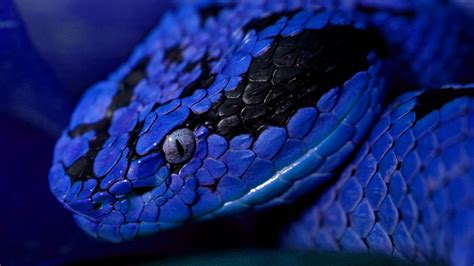 Although the function of the spectacle remains. Wallpaper Snake, blue, danger, eyes, Animals #10155 - Page 4