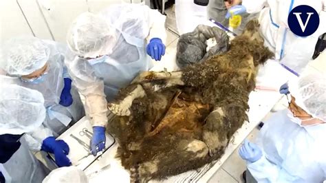 Científicos De Siberia Realizan La Autopsia A Un Oso De 3460 Años De