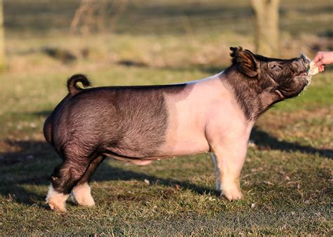 Chuck and ben olson • dose: NEXT OF KIN - Southern Gold Sires