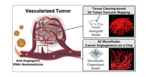 3d Microfluidic Platform And Tumor Vascular Mapping For Evaluating Anti
