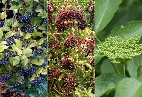 14 Best Elderberry Bush Varieties To Grow In Your Landscape