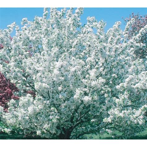 127 Gallon White Donald Wyman Crabapple Flowering Tree In Pot With