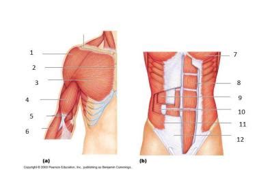 Superficial deep this group consists of five muscles. Anterior and Posterior Torso Muscles - Anatomy 2nd Block ...