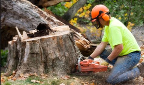 What You Need To Know About Stump Removal 1twotretrimming