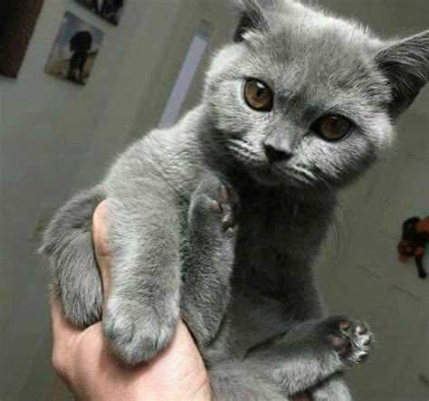 gatito gris gatos grises gatos bonitos gatos