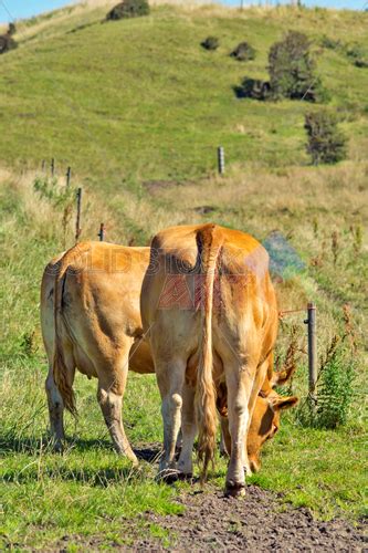 Stock Photo Of Vertical Rear View Two Brown Cows Grazing On Grassy Hill On Sunny Day Cow Rear