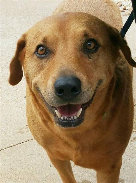Adopt Emmett On Petfinder Redbone Coonhound Coonhound Labrador