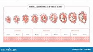 9 Month Pregnancy Chart On Babys Growth Development Chart Walls