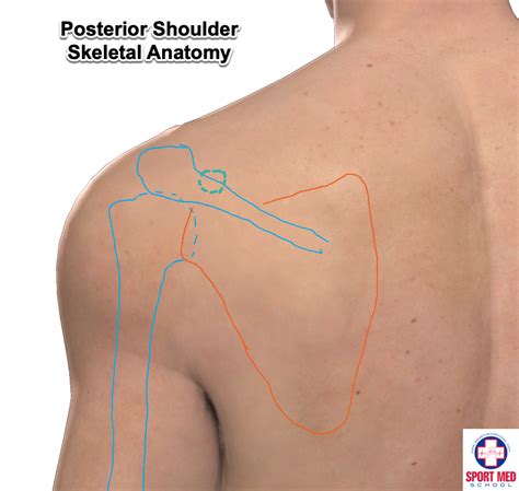 Shoulder Anatomy Sport Med School