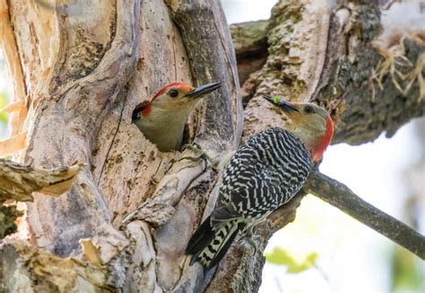 Nesting Red Bellied Woodpeckers Focusing On Wildlife