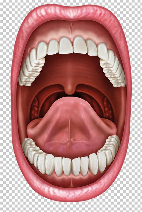 Human Mouth Tongue Stock Photography Lip Png Clipart Anatomy