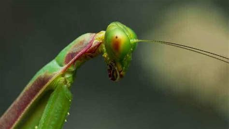 The Praying Mantis Characteristics Behavior And Habitat My Animals