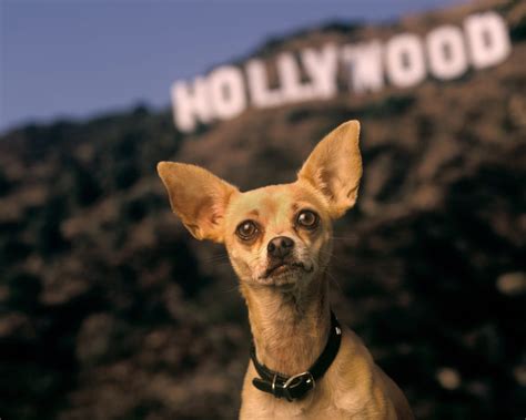 10 Most Famous Animal Actors In History Petlife