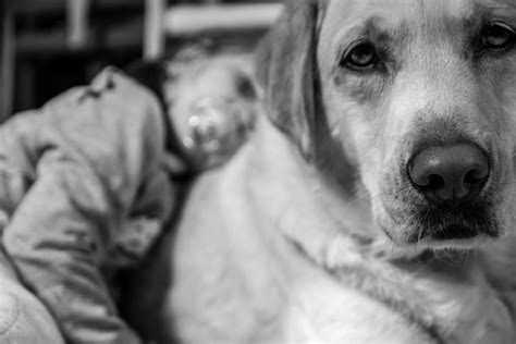 Grayscale Photography Of Dog Photo Free Grey Image On Unsplash