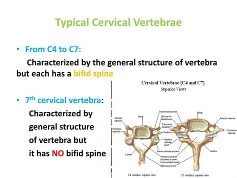 Ppt Anatomy Of The Vertebral Column Powerpoint Presentation Free