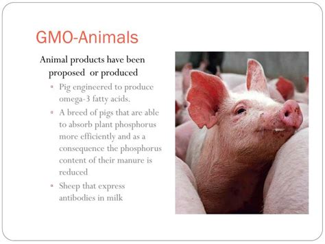 Ppt Gmo—detecting Genetically Modified Foods Powerpoint Presentation