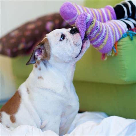 Wir müssen auch sicherstellen, dass der prozentsatz an proteinen höher ist als der der anderen inhaltsstoffe. Wann rufen Sie den Tierarzt auf, wenn Ihr Hund eine Socke ...