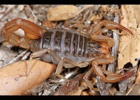 Scorpions In Central California Killroy Pest Control