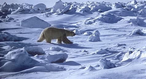 Russian Arctic Archipelago Declares Emergency Amid Polar Bear Invasion