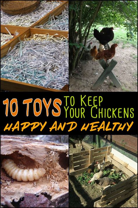 10 Toys For Your Backyard Chickens The Owner Builder Network Urban