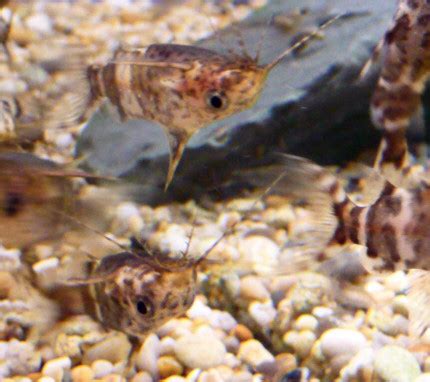 In a large, heavy skillet, heat ¼ inch. Up-Side Down Catfish - SWEET KNOWLE AQUATICS ONLINE SHOP