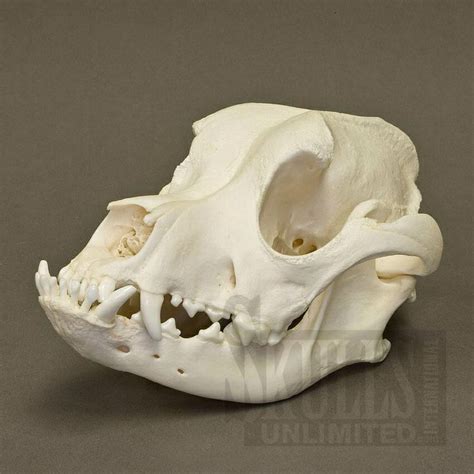 Boxer Skull Dog Skull Animal Skulls Skull