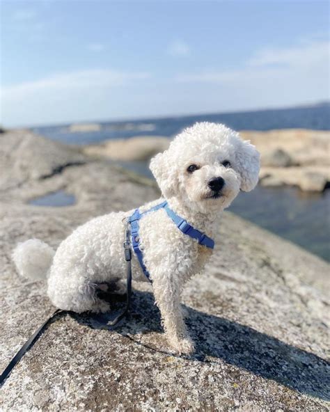 4 Bichon Frise Colors White Is Actually Not The Only Option