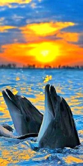 Dolphins At Sunset By Bsasserdaughtridge Befunky Photo Gallery