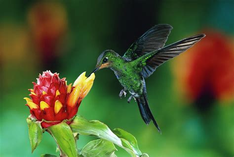 Green Crowned Brilliant Hummingbird Photograph By Michael And Patricia