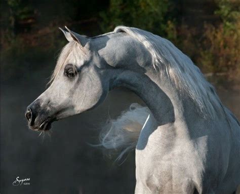 Head And Neck Portrait Of A Beautiful Pale Gray Arabian Stunning