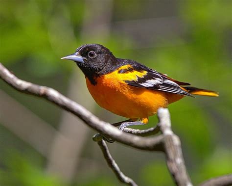 Orioles Shy Birds That Are More Often Heard Than Seen Owlcation