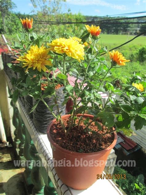 Bonsai bunga/kembang kertas atau banyak juga yang menyebutnya bonsai bougenville (bonsai bugenvil) merupakan tanaman hias berbunga indah dan warna warni. Warna Bahgia: BUNGA KEKWA (Crysanthemum)