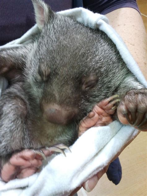 Baby Wombat At Deloraine Tasmania Cute Wombat Australia Animals