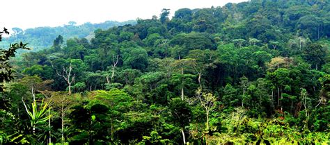 Congo Basin Rainforest Project — Democratic Republic Of The Congo